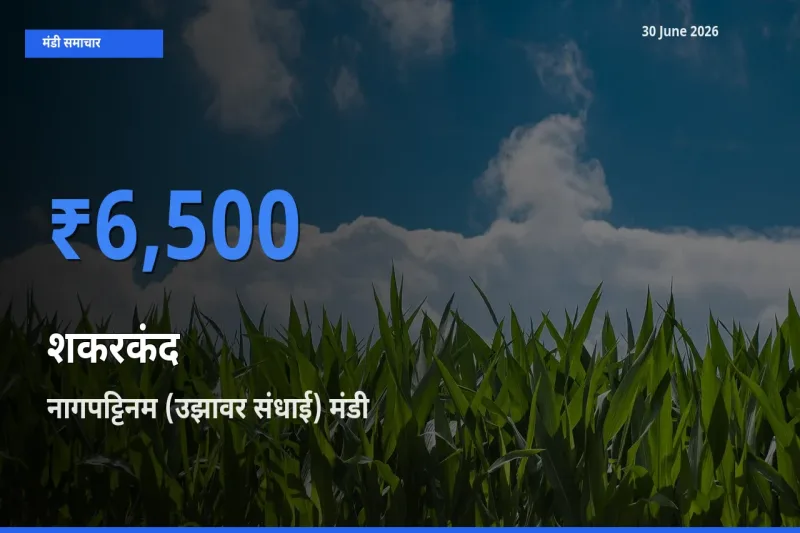 नागपट्टिनम (उझावर संधाई) में शकरकंद का आज सबसे ऊँचा भाव