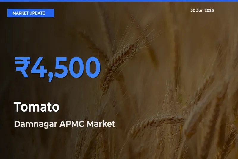 Damnagar APMC Records Highest ₹4,500 Rate for Tomato