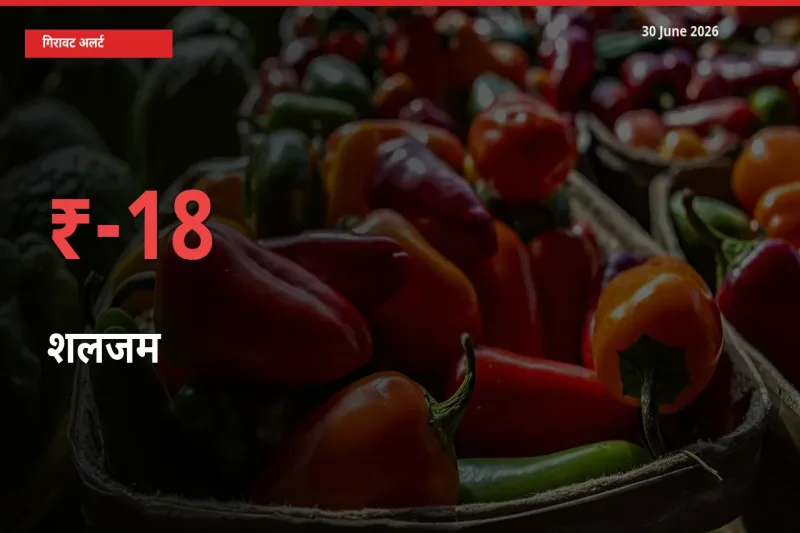 18.33% की गिरावट! मंडी में शलजम के दाम अचानक टूटे