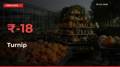 Sudden Shock! Turnip Drops 18.33% in 24 Hours at Top Mandis