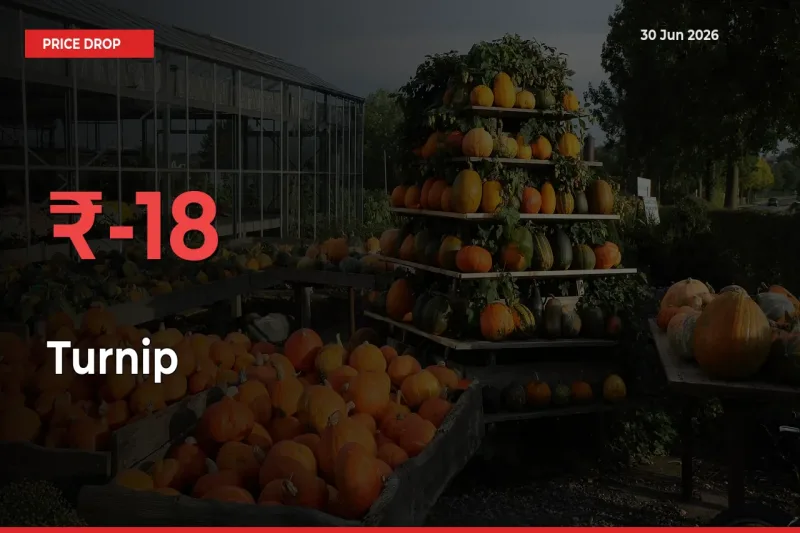 Sudden Shock! Turnip Drops 18.33% in 24 Hours at Top Mandis