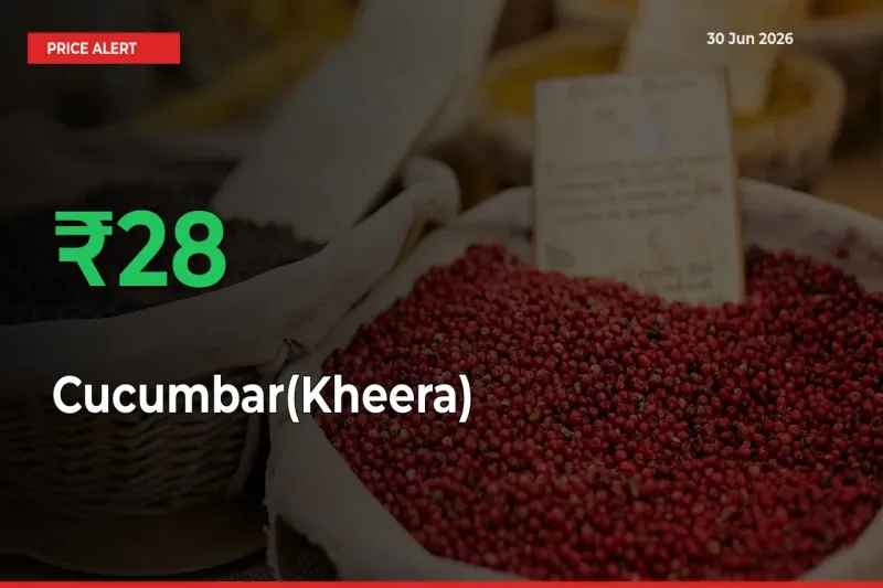 Big Rally! Cucumbar(Kheera) Climbs 28.07% in 24 Hours at Top Mandis