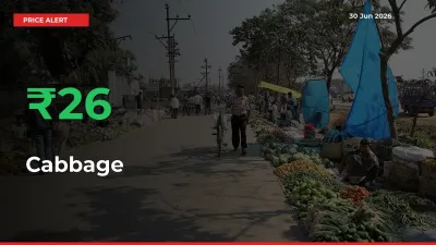 Why Cabbage Prices Rose 26.06% in a Day at Mandis