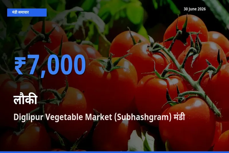 आज लौकी के सबसे ज़्यादा दाम Diglipur Vegetable Market (Subhashgram) मंडी में दर्ज