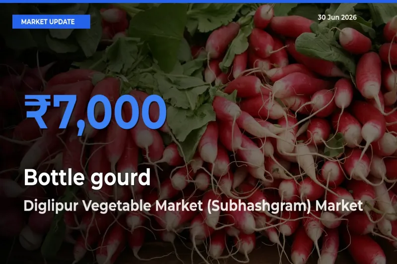 Top Performer! Diglipur Vegetable Market (Subhashgram) Offers Best Bottle gourd Price Today