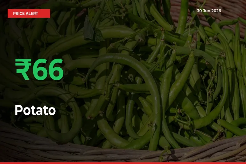 Sudden 66.25% Rally in Potato Prices Across Mandis