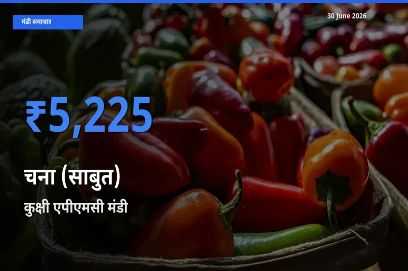 बाज़ार संकेत: कुक्षी एपीएमसी बना चना (साबुत) के लिए आज की टॉप मंडी