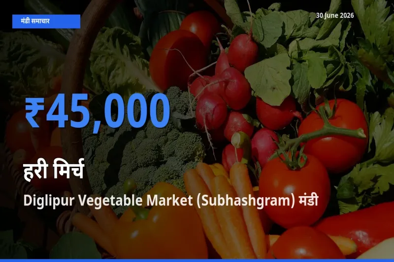 किसानों की पसंद बना Diglipur Vegetable Market (Subhashgram), हरी मिर्च के सबसे अच्छे दाम