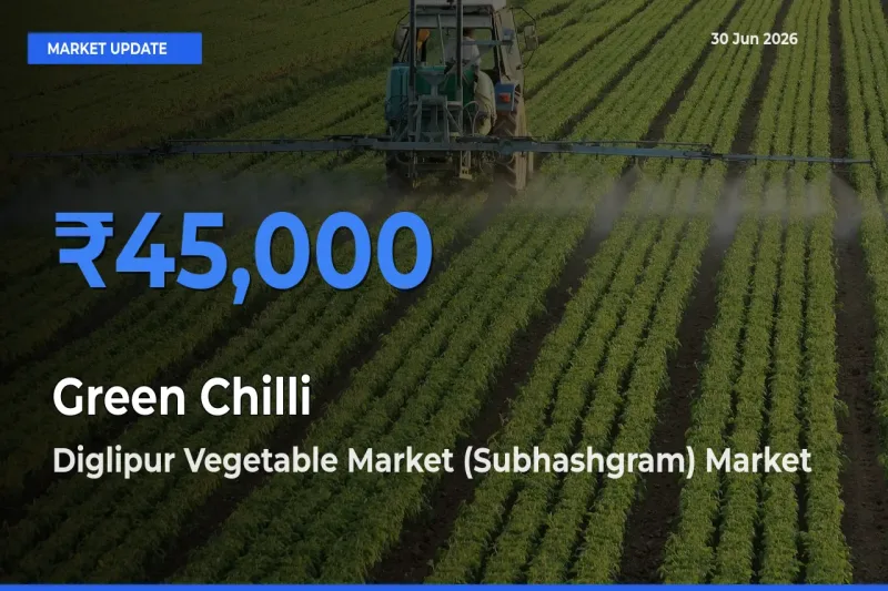 Diglipur Vegetable Market (Subhashgram) Tops Green Chilli Mandi Rates Today