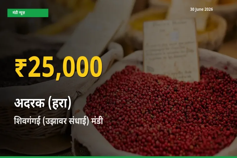 अदरक (हरा) के भावों में जबरदस्त उछाल, शिवगंगई (उझावर संधाई) में नया उच्च स्तर