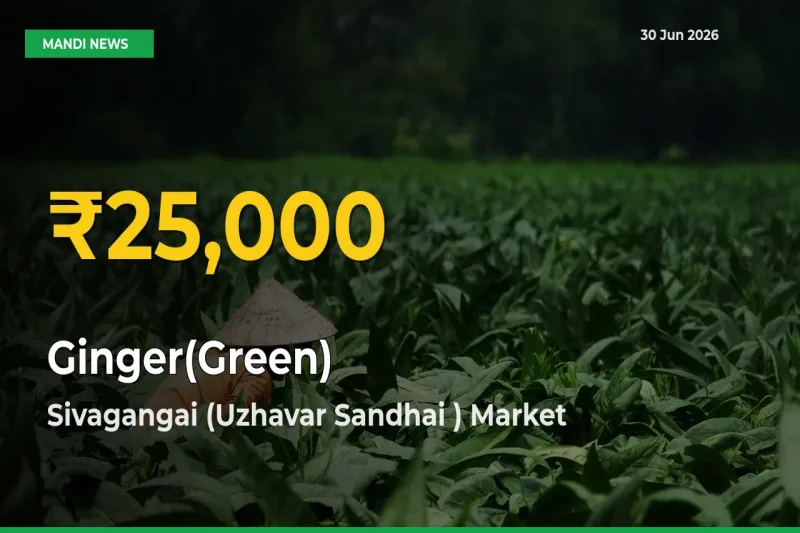 Ginger(Green) Hits Fresh High in Sivagangai (Uzhavar Sandhai ) Today