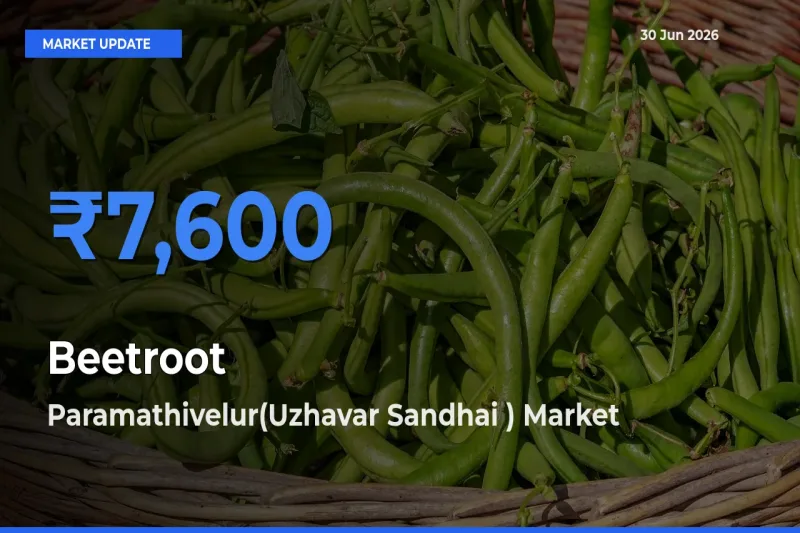 Paramathivelur(Uzhavar Sandhai ) Tops Beetroot Mandi Rates Today