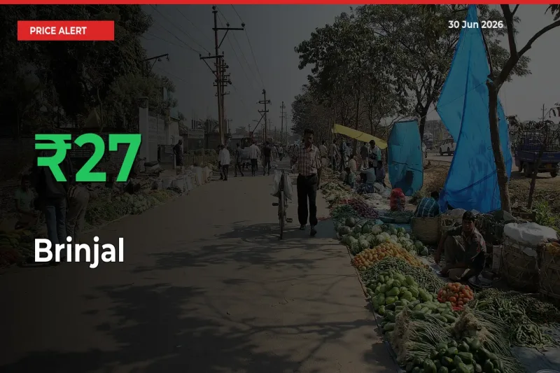Brinjal Rises 26.57% at Mandis