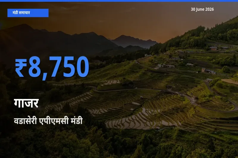 टॉप मंडी बना वडासेरी एपीएमसी! गाजर के सबसे ऊँचे दाम यहीं दर्ज