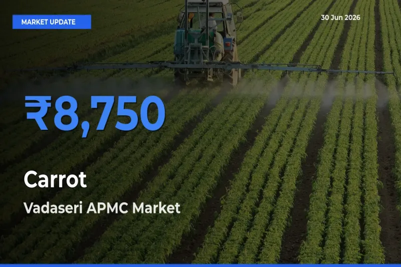 Top Performer! Vadaseri APMC Offers Best Carrot Price Today