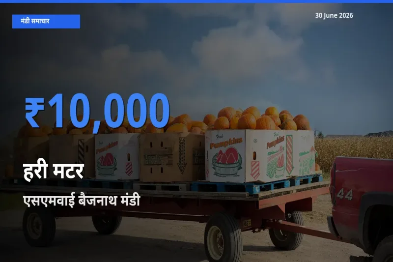 आज हरी मटर के सबसे ज़्यादा दाम एसएमवाई बैजनाथ मंडी में दर्ज