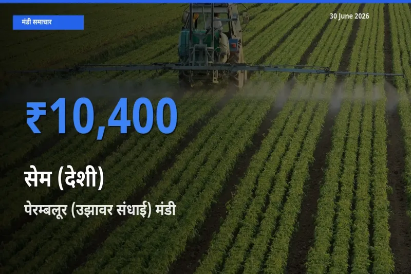 30 June अपडेट: सेम (देशी) के सबसे ऊँचे दाम पेरम्बलूर (उझावर संधाई) मंडी में
