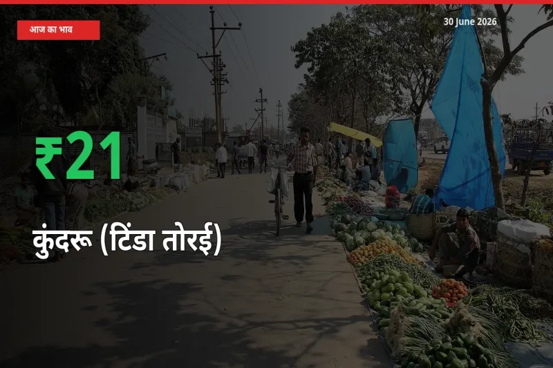 स्थानीय मंडी में कुंदरू (टिंडा तोरई) के दाम अचानक 20.67% उछले, किसान सतर्क