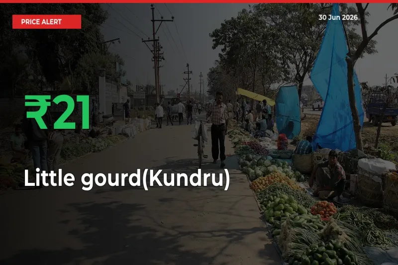 Sharp Jump! Little gourd(Kundru) Prices Climb 20.67% in 24 Hours at Key Mandis