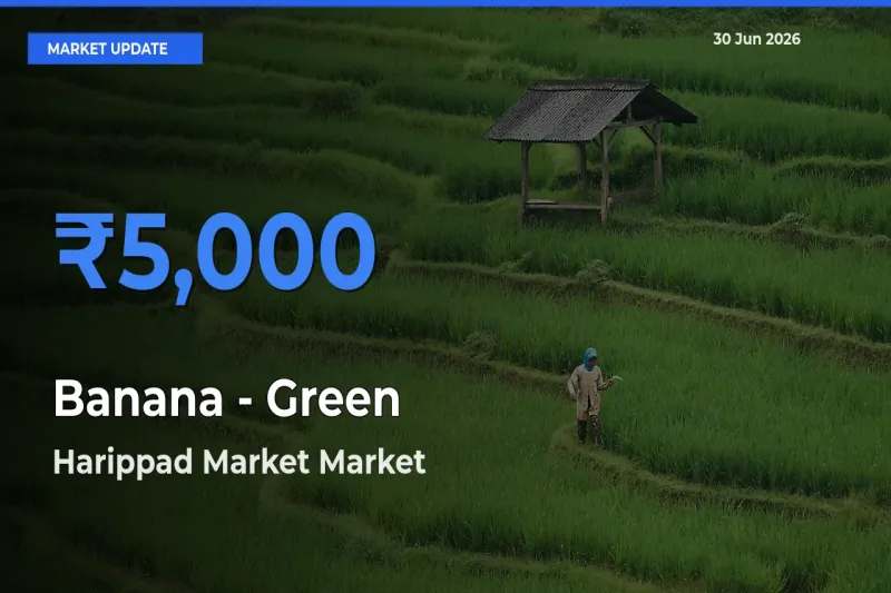 Harippad Market Records Highest ₹5,000 Rate for Banana - Green