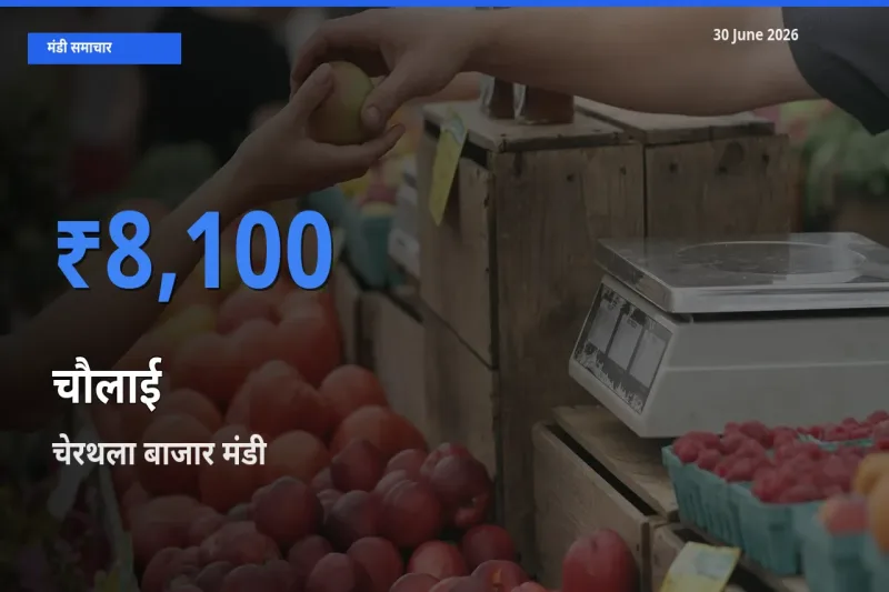 चेरथला बाजार मंडी में आज चौलाई के सबसे ऊँचे दाम दर्ज