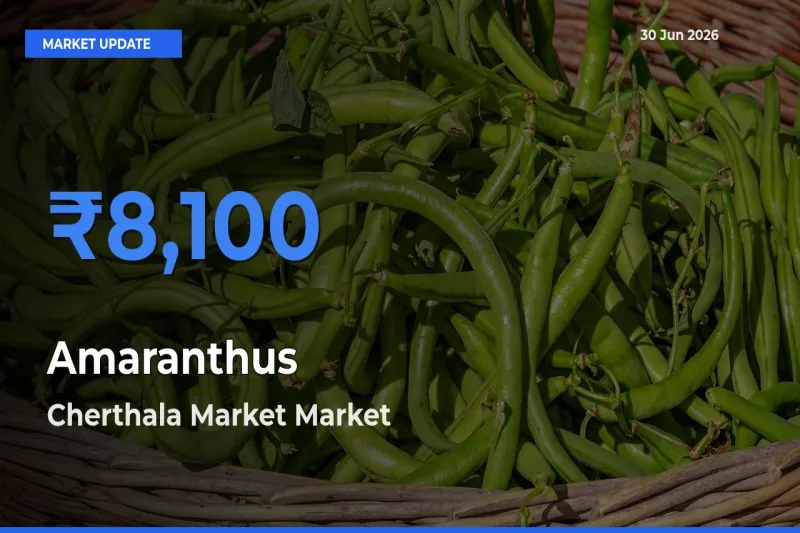 Cherthala Market Tops Amaranthus Rates – June 30 Market Update