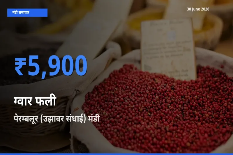 पेरम्बलूर (उझावर संधाई) मंडी में ग्वार फली ₹5,900 पर पहुँचा – आज का सर्वोच्च भाव