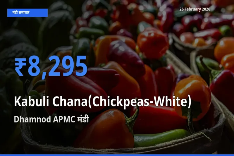 आज Kabuli Chana(Chickpeas-White) के सबसे ज़्यादा दाम Dhamnod APMC मंडी में दर्ज