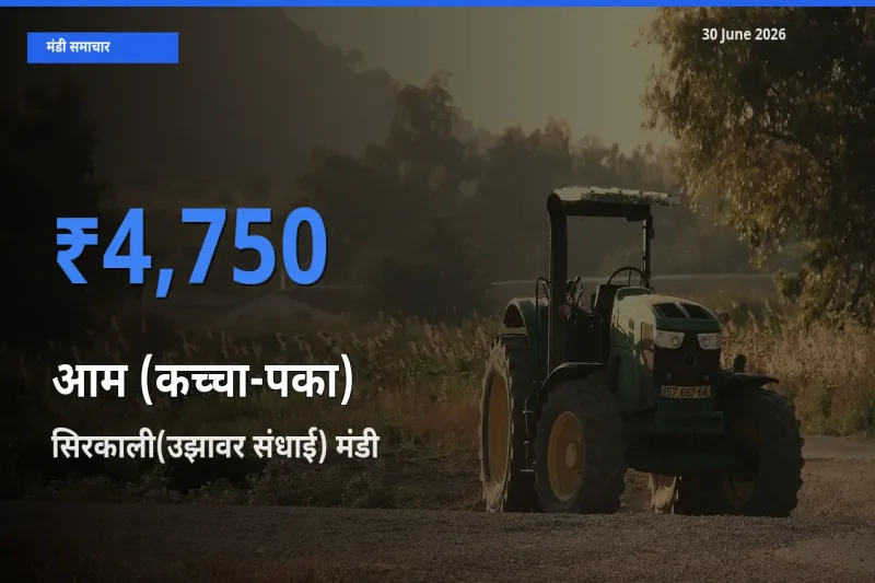 सिरकाली(उझावर संधाई) मंडी में आम (कच्चा-पका) ₹4,750 पर पहुँचा – आज का सर्वोच्च भाव