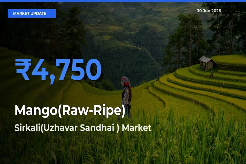 Top Performer! Sirkali(Uzhavar Sandhai ) Offers Best Mango(Raw-Ripe) Price Today