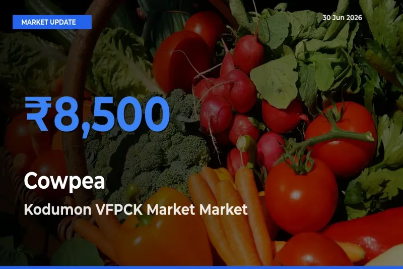 Kodumon VFPCK Market Leads as Top Mandi for Cowpea Prices