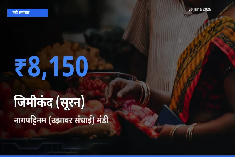 आज का मंडी भाव: जिमीकंद (सूरन) के सबसे ज़्यादा दाम नागपट्टिनम (उझावर संधाई) में