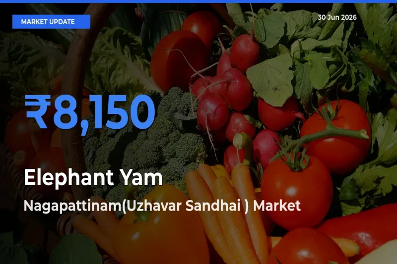 Nagapattinam(Uzhavar Sandhai ) Tops Elephant Yam Rates – June 30 Market Update