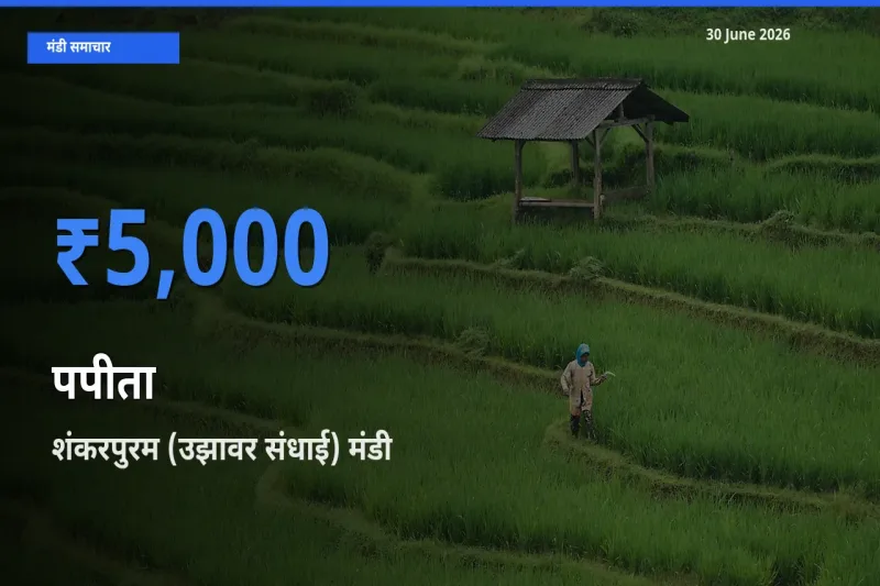 किसानों की पसंद बना शंकरपुरम (उझावर संधाई), पपीता के सबसे अच्छे दाम