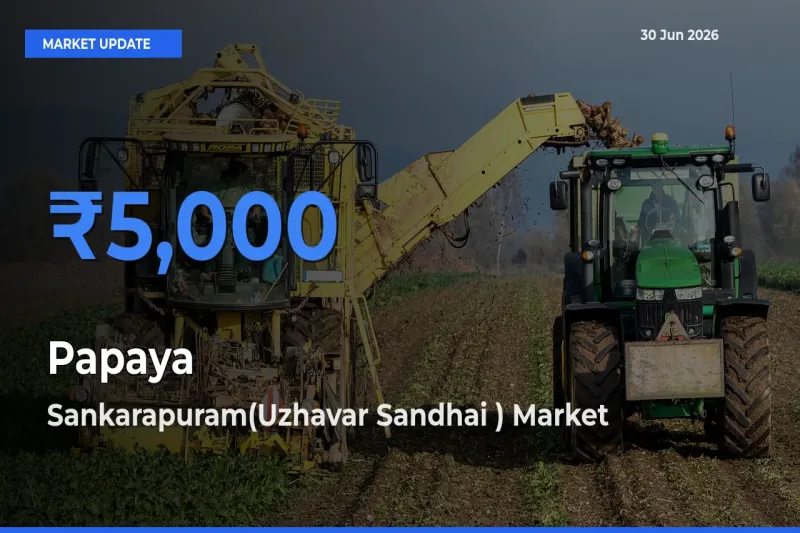 Top Performer! Sankarapuram(Uzhavar Sandhai ) Offers Best Papaya Price Today
