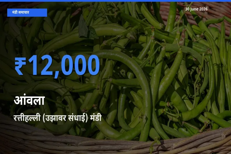रत्तीहल्ली (उझावर संधाई) मंडी में आंवला ₹12,000 पर पहुँचा – आज का सर्वोच्च भाव