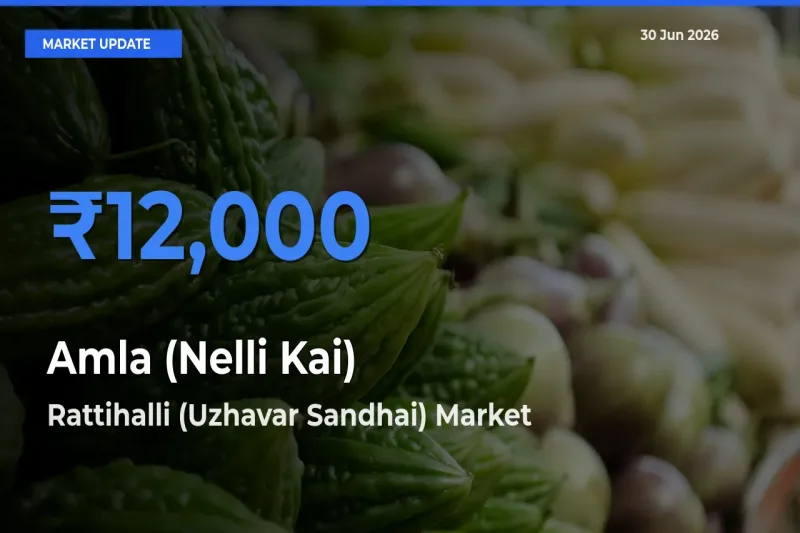 Rattihalli (Uzhavar Sandhai) Leads as Top Mandi for Amla (Nelli Kai) Prices