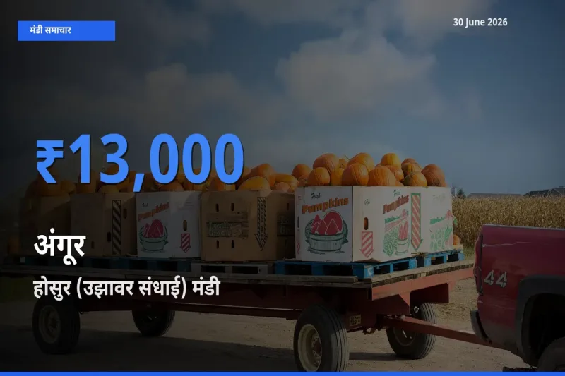 होसुर (उझावर संधाई) मंडी में आज अंगूर के सबसे ऊँचे दाम दर्ज