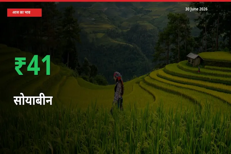 आज का मंडी भाव: सोयाबीन के दाम मंडी में 40.56% ऊपर