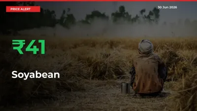 Big Rally! Soyabean Climbs 40.56% in 24 Hours at Top Mandis