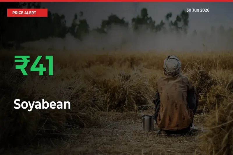 Big Rally! Soyabean Climbs 40.56% in 24 Hours at Top Mandis