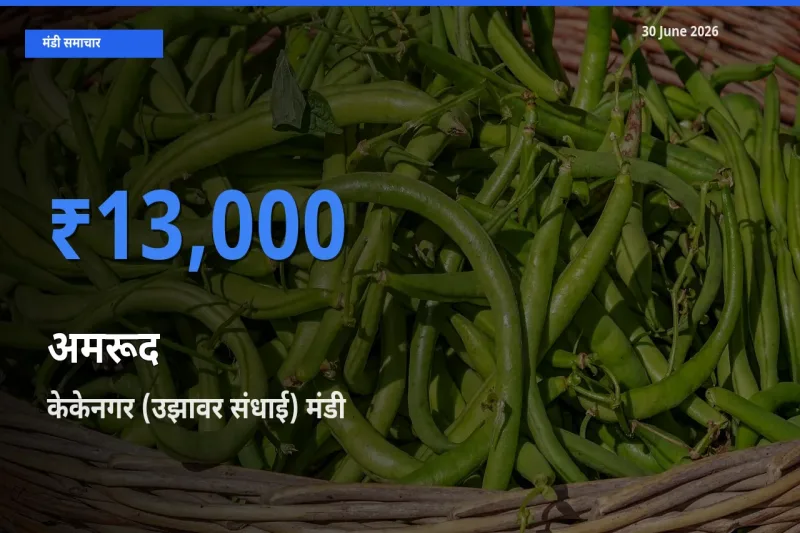 केकेनगर (उझावर संधाई) मंडी में अमरूद ₹13,000 पर पहुँचा – आज का सर्वोच्च भाव