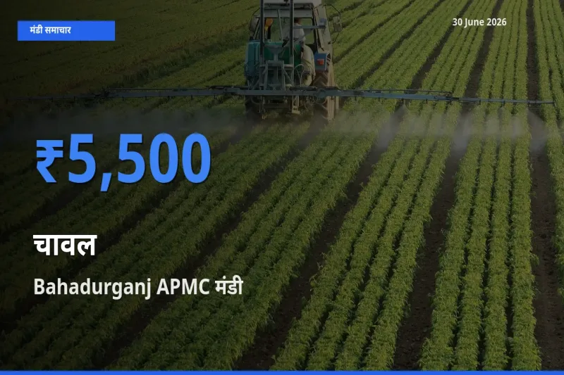 आज चावल के सबसे ज़्यादा दाम Bahadurganj APMC मंडी में दर्ज