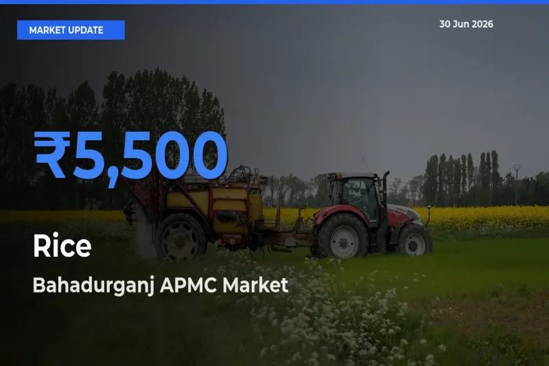 Bahadurganj APMC Leads as Top Mandi for Rice Prices
