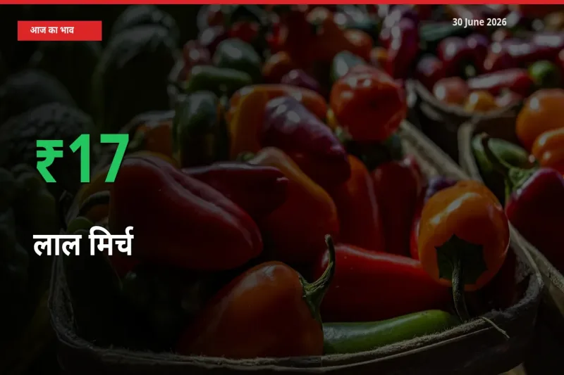 लाल मिर्च के दाम प्रमुख मंडी में 16.85% बढ़े, 24 घंटे में बड़ा बदलाव
