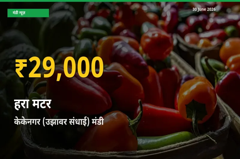 हरा मटर के दामों ने बनाया नया रिकॉर्ड, केकेनगर (उझावर संधाई) में तेज़ी