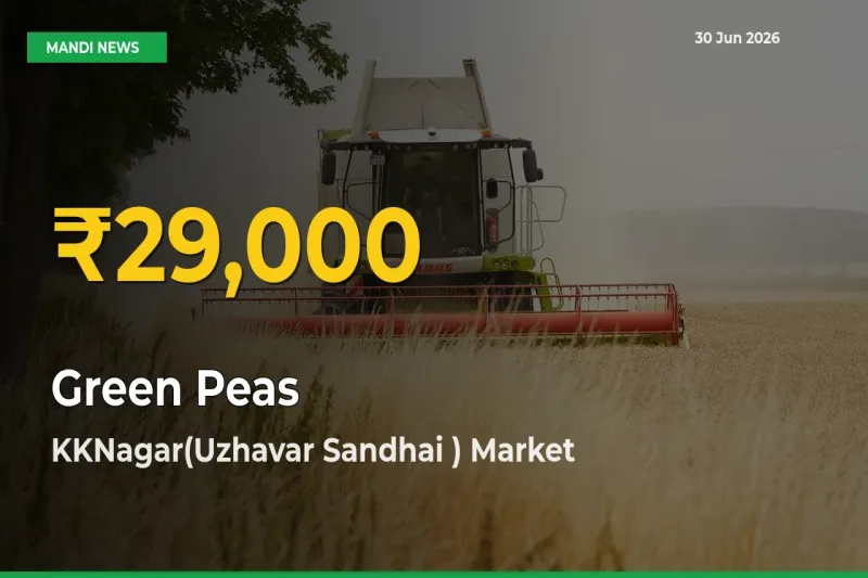 Green Peas Prices Soar to Record High in KKNagar(Uzhavar Sandhai ) – Farmers Alert Today