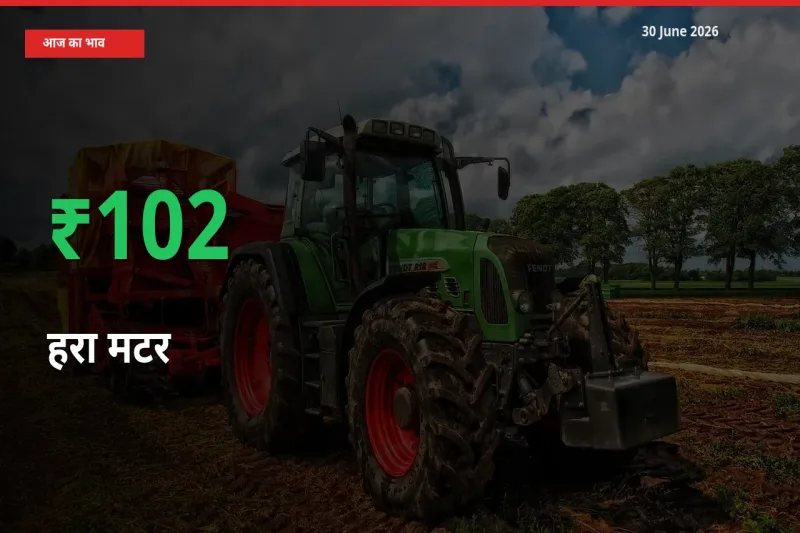 किसानों के लिए खुशखबरी! स्थानीय मंडी में हरा मटर 102.13% उछला