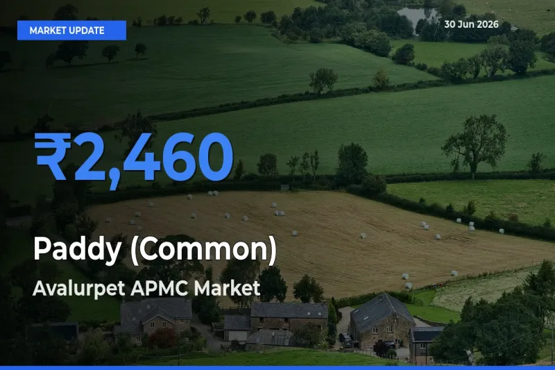 Avalurpet APMC Emerges as Top Mandi for Paddy (Common) Prices Today