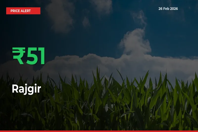 Big Rally! Rajgir Climbs 51.15% in 24 Hours at Top Mandis